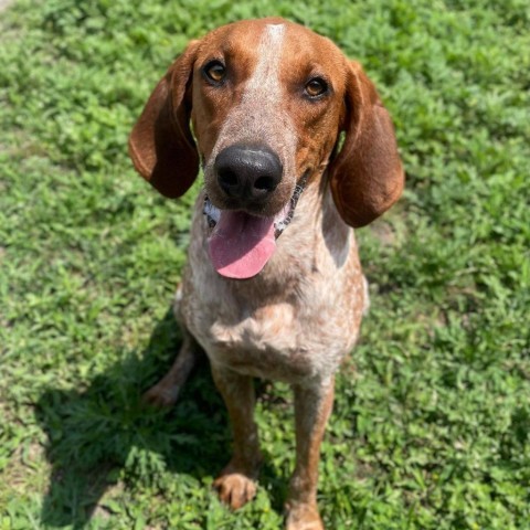 Hunter, an adoptable Pointer, Bloodhound in Corpus Christi, TX, 78415 | Photo Image 1