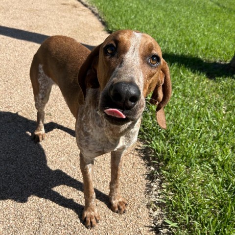 does the bloodhound like to swim