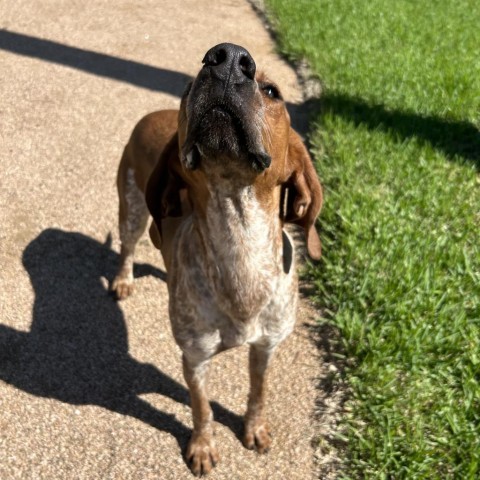 Hunter, an adoptable Pointer, Bloodhound in Corpus Christi, TX, 78415 | Photo Image 3