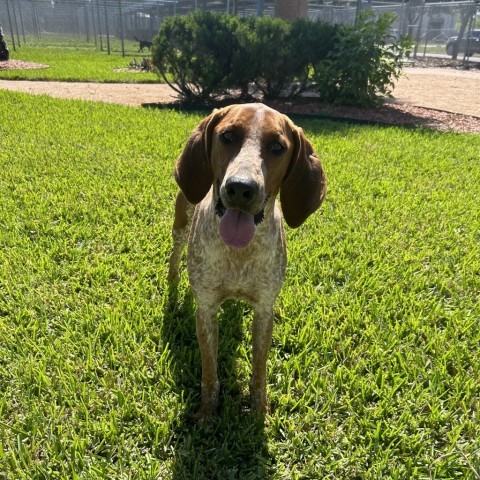 Hunter, an adoptable Pointer, Bloodhound in Corpus Christi, TX, 78415 | Photo Image 4