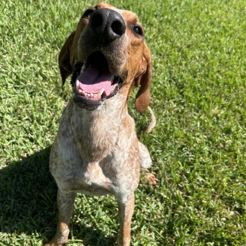 Hunter, an adoptable Pointer, Bloodhound in Corpus Christi, TX, 78415 | Photo Image 5