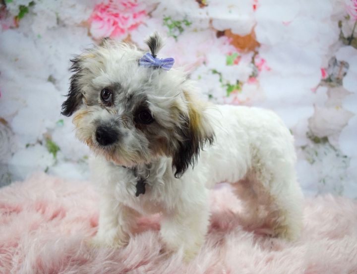 Chick, an adopted Shih Tzu & Bichon Frise Mix in Decatur, IL_image-2