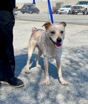 21+ Blue Heeler Rescue Colorado