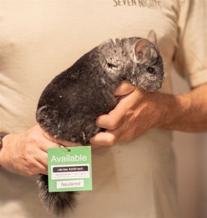 Little Grey Chinchilla Small & Furry