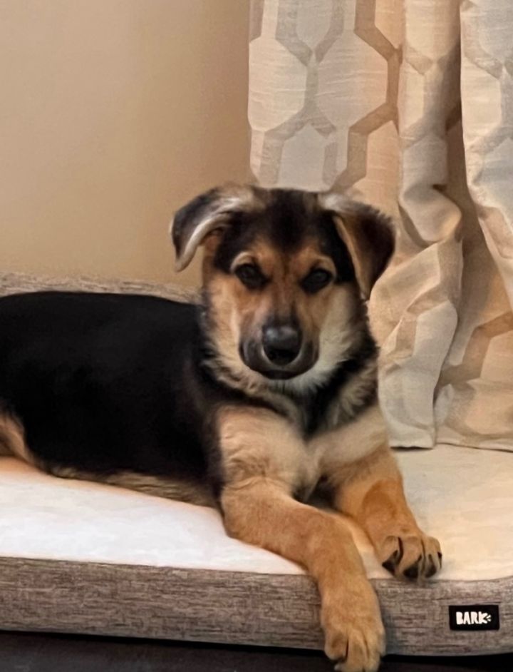 Sasha, an adopted German Shepherd Dog Mix in Cincinnati, OH_image-1