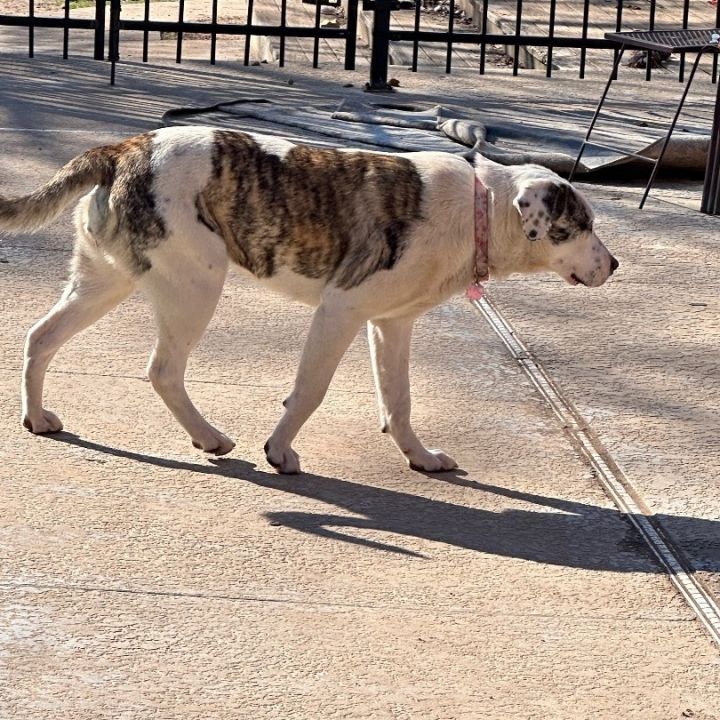 Plott hound border collie hot sale mix