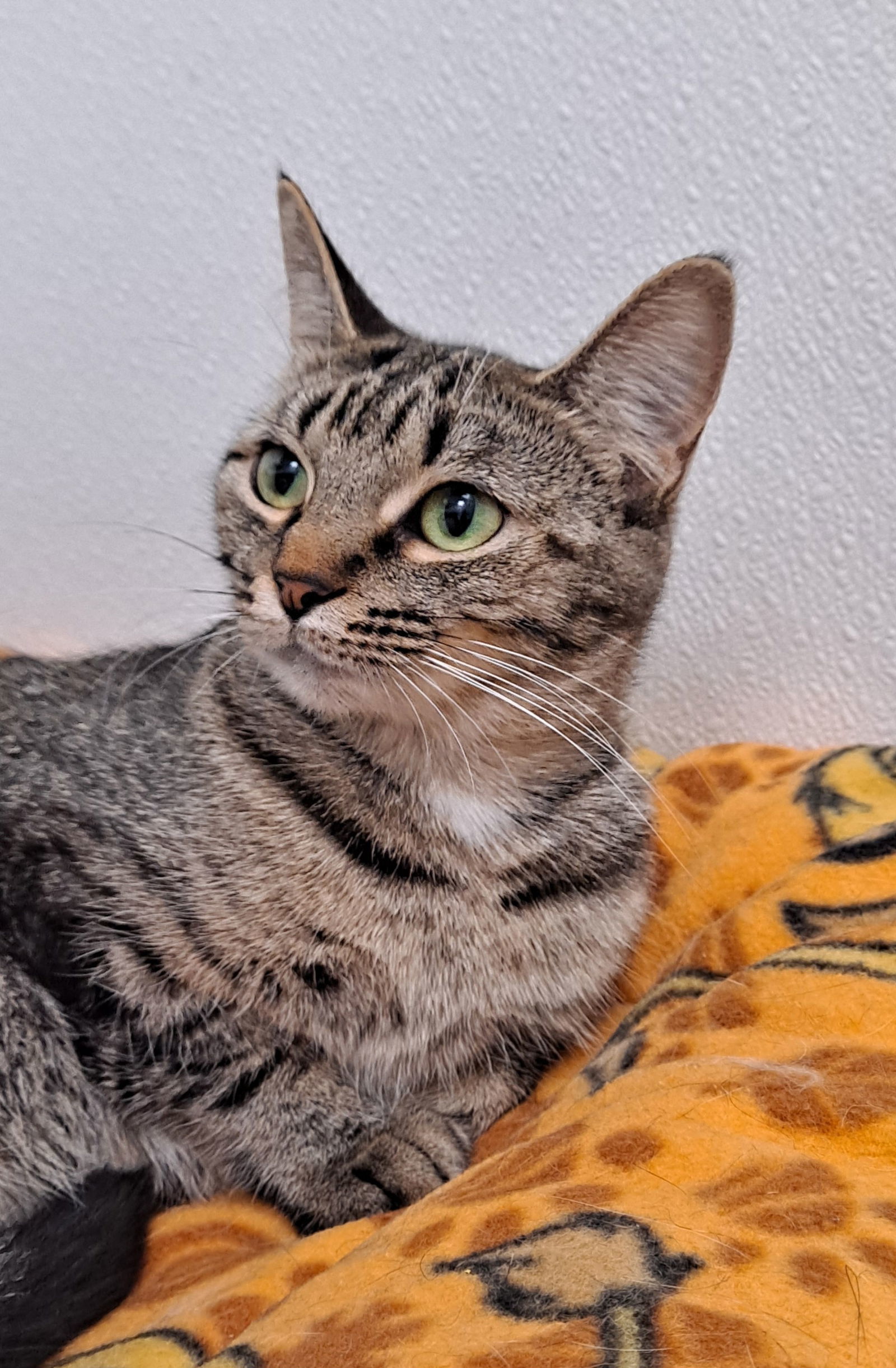 Allosaurus, an adoptable Domestic Short Hair in Bay City, MI, 48706 | Photo Image 2