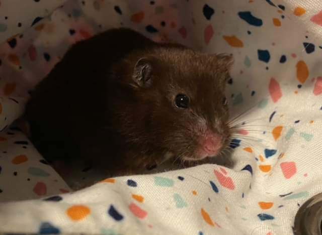 Petfinder hamsters clearance