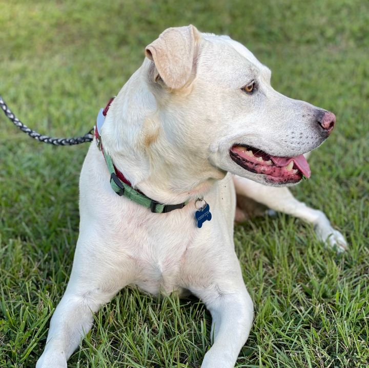 Bunnie, an adoptable Labrador Retriever Mix in Cumming, GA_image-5