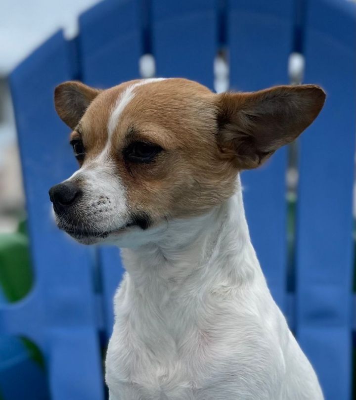 Jack russell fox terrier 2024 mix