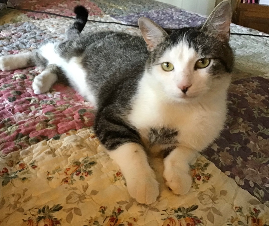 Cisco , an adoptable American Shorthair in Yellville, AR, 72687 | Photo Image 1