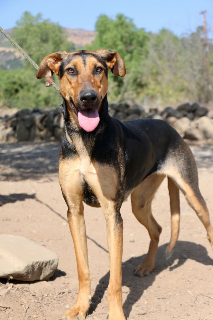 Dobie best sale shepherd mix