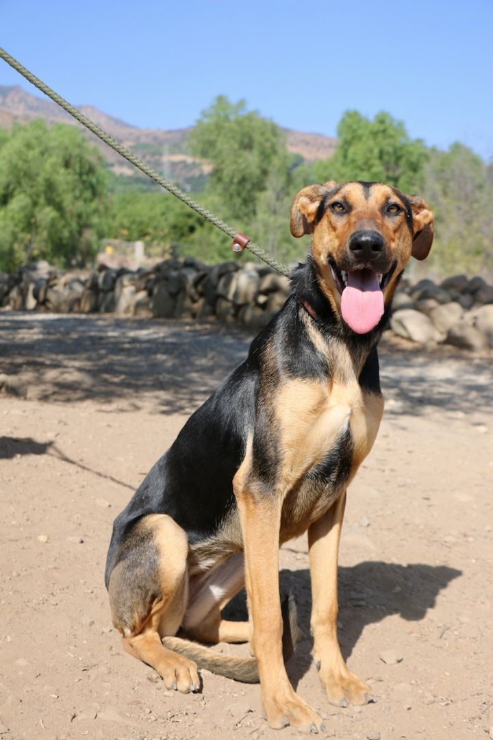 Doberman and 2024 alsatian cross