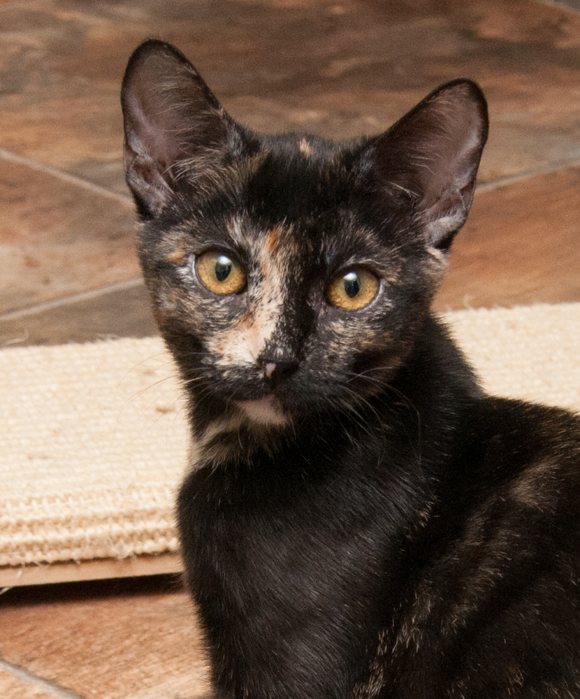 Sierra (gets adopted with Commander and Ozzie), an adoptable Tortoiseshell in Westminster, CO, 80031 | Photo Image 1