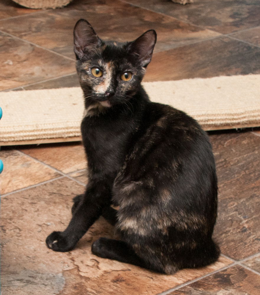 Sierra (gets adopted with Commander and Ozzie), an adoptable Tortoiseshell in Westminster, CO, 80031 | Photo Image 2