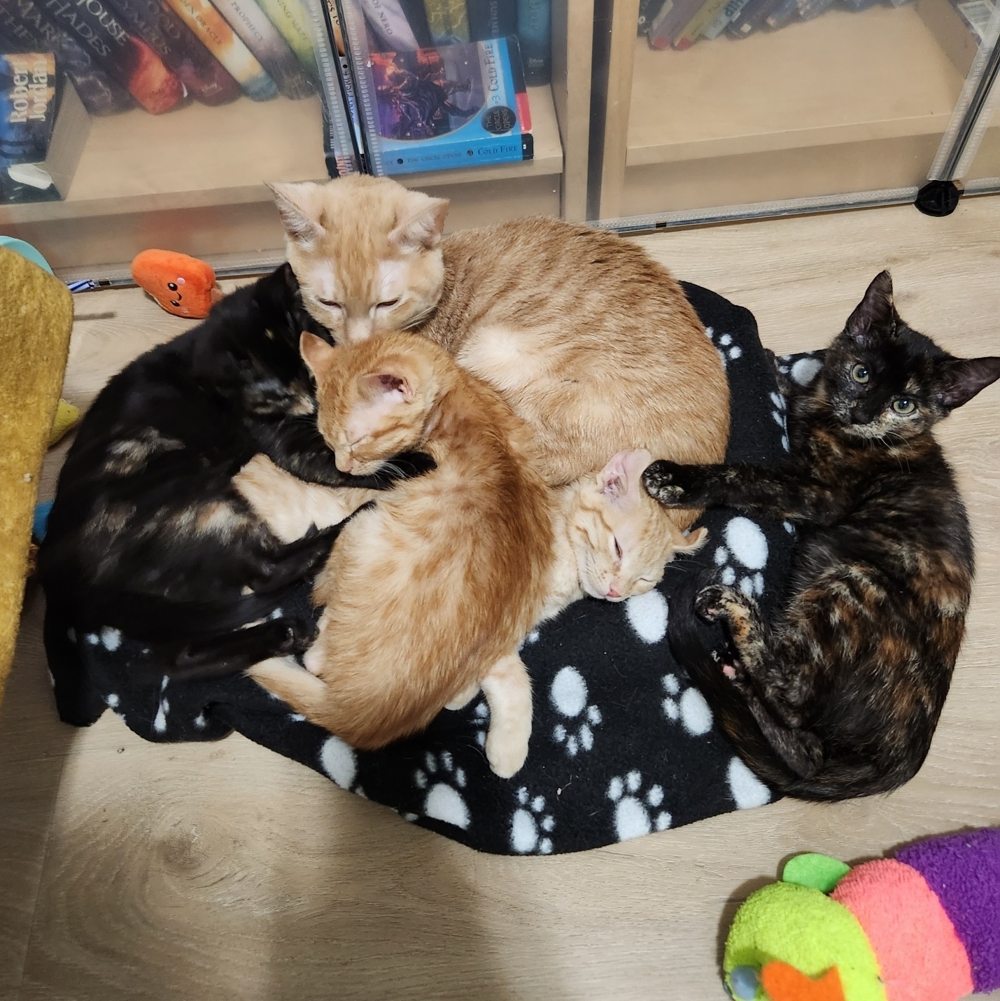 Sierra (gets adopted with Commander and Ozzie), an adoptable Tortoiseshell in Westminster, CO, 80031 | Photo Image 3