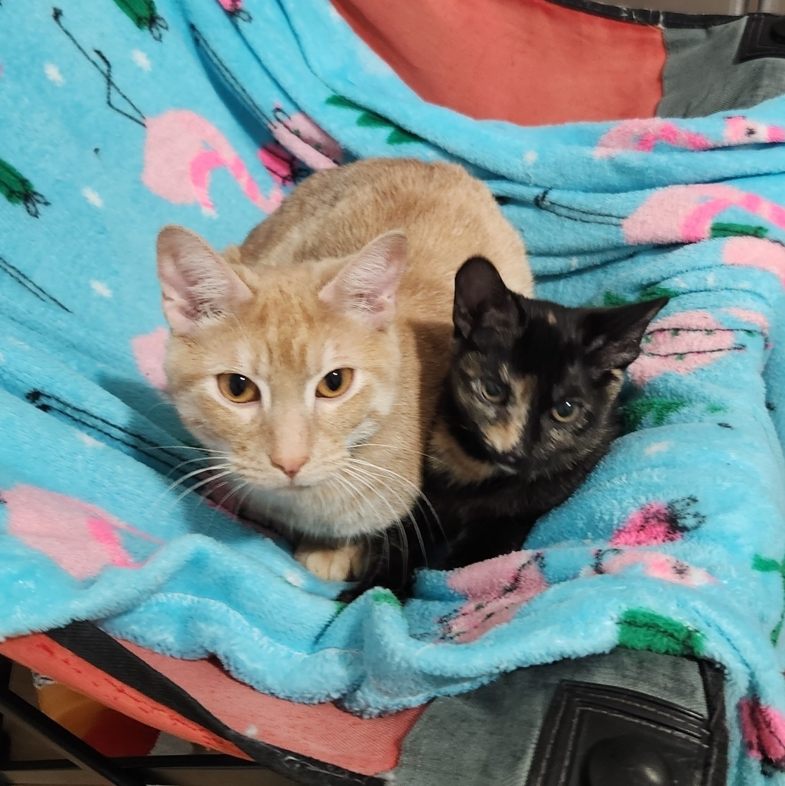 Sierra (gets adopted with Commander and Ozzie), an adoptable Tortoiseshell in Westminster, CO, 80031 | Photo Image 4