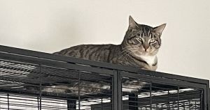Pellegrino, Young Male Tabby