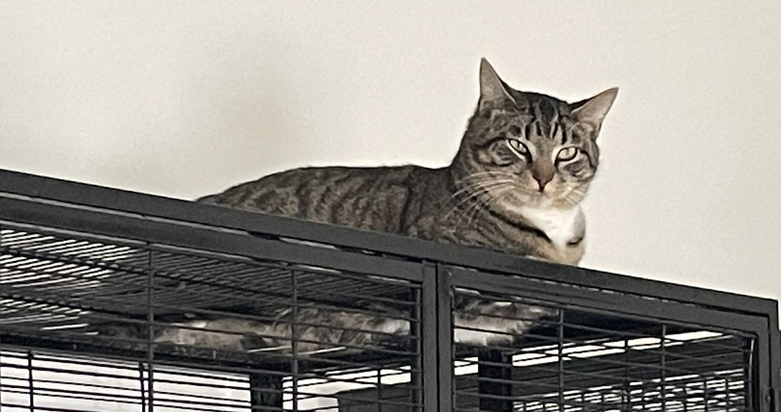 Pellegrino, an adoptable Tabby, Domestic Short Hair in Lexington, SC, 29071 | Photo Image 1