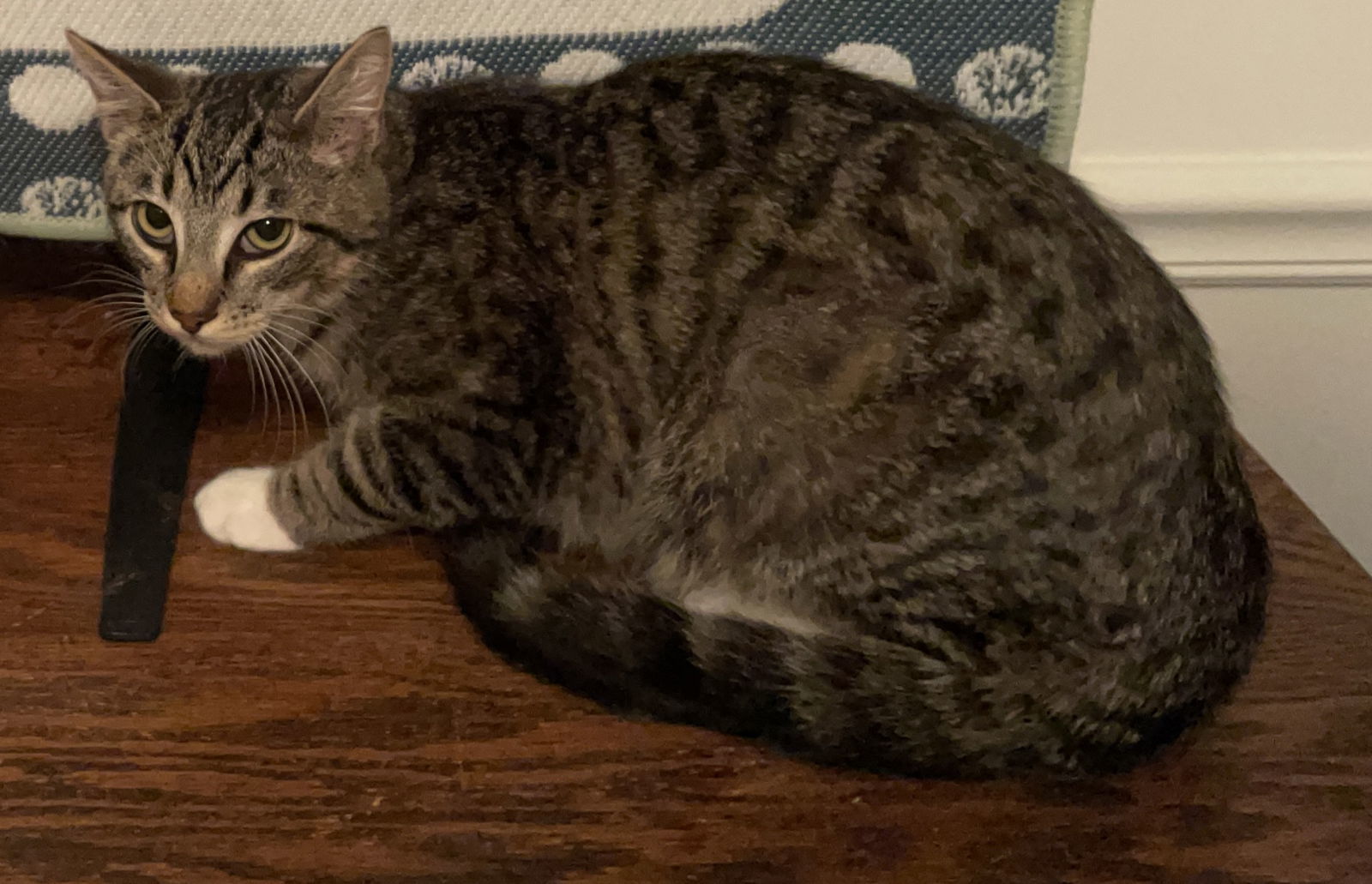 Pellegrino, an adoptable Tabby, Domestic Short Hair in Lexington, SC, 29071 | Photo Image 2