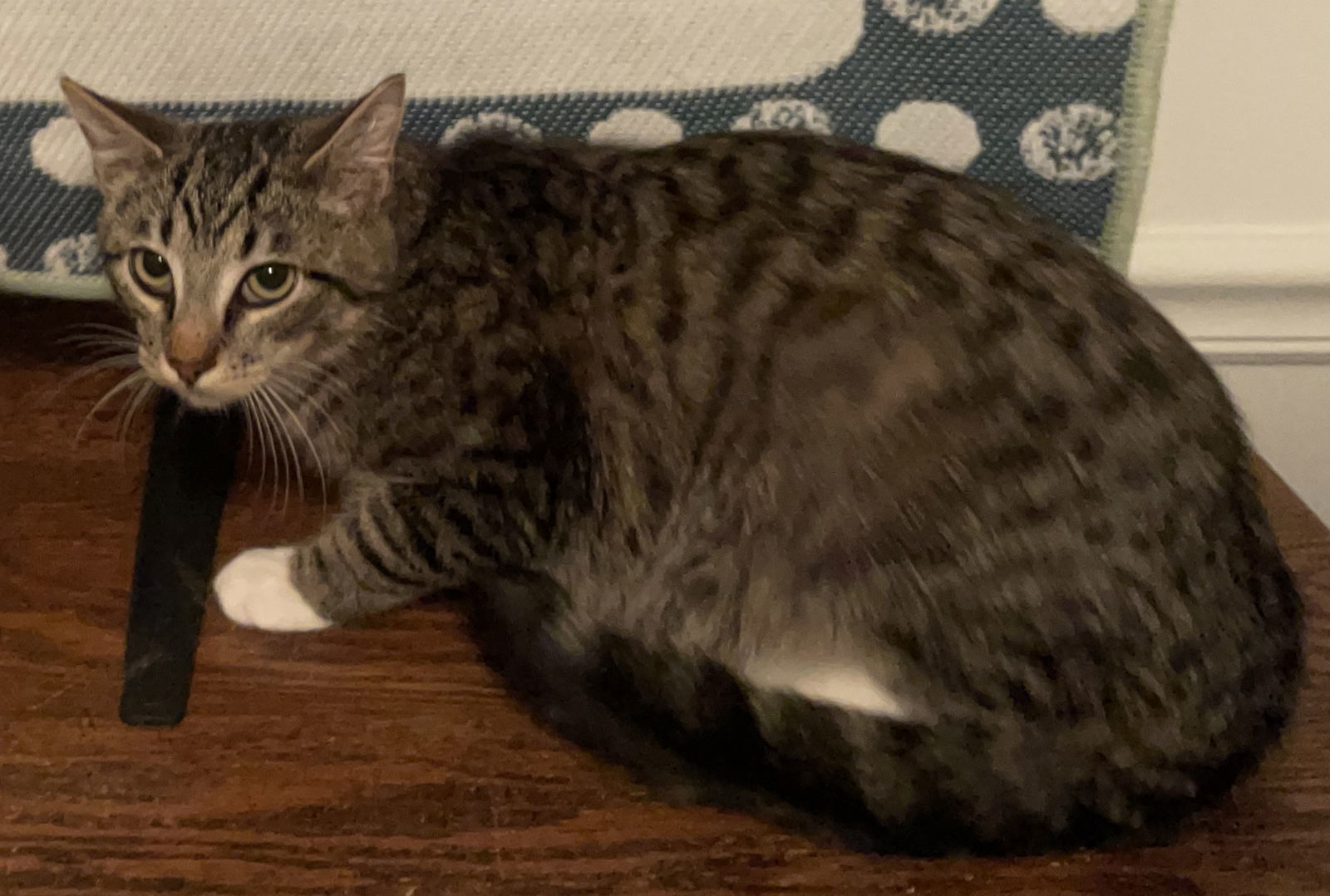 Pellegrino, an adoptable Tabby, Domestic Short Hair in Lexington, SC, 29071 | Photo Image 3