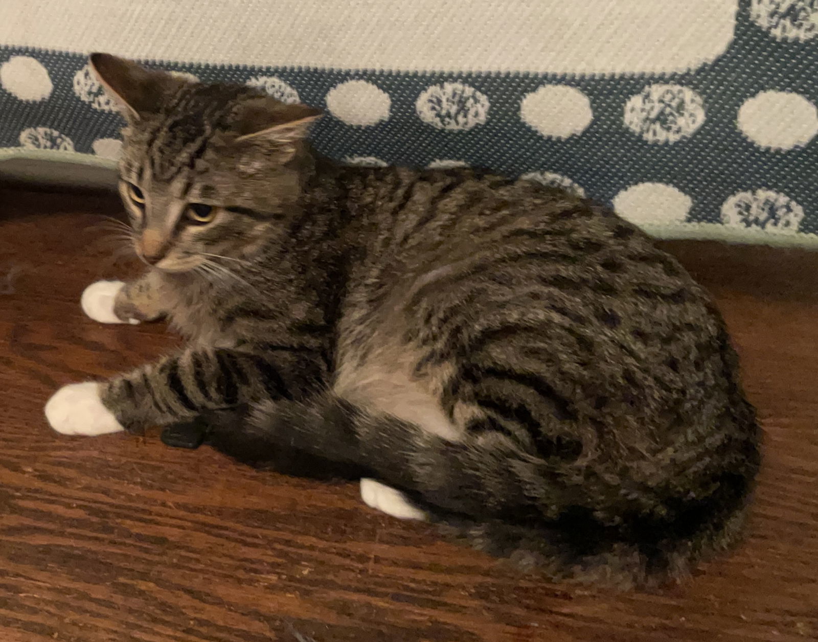 Pellegrino, an adoptable Tabby, Domestic Short Hair in Lexington, SC, 29071 | Photo Image 3