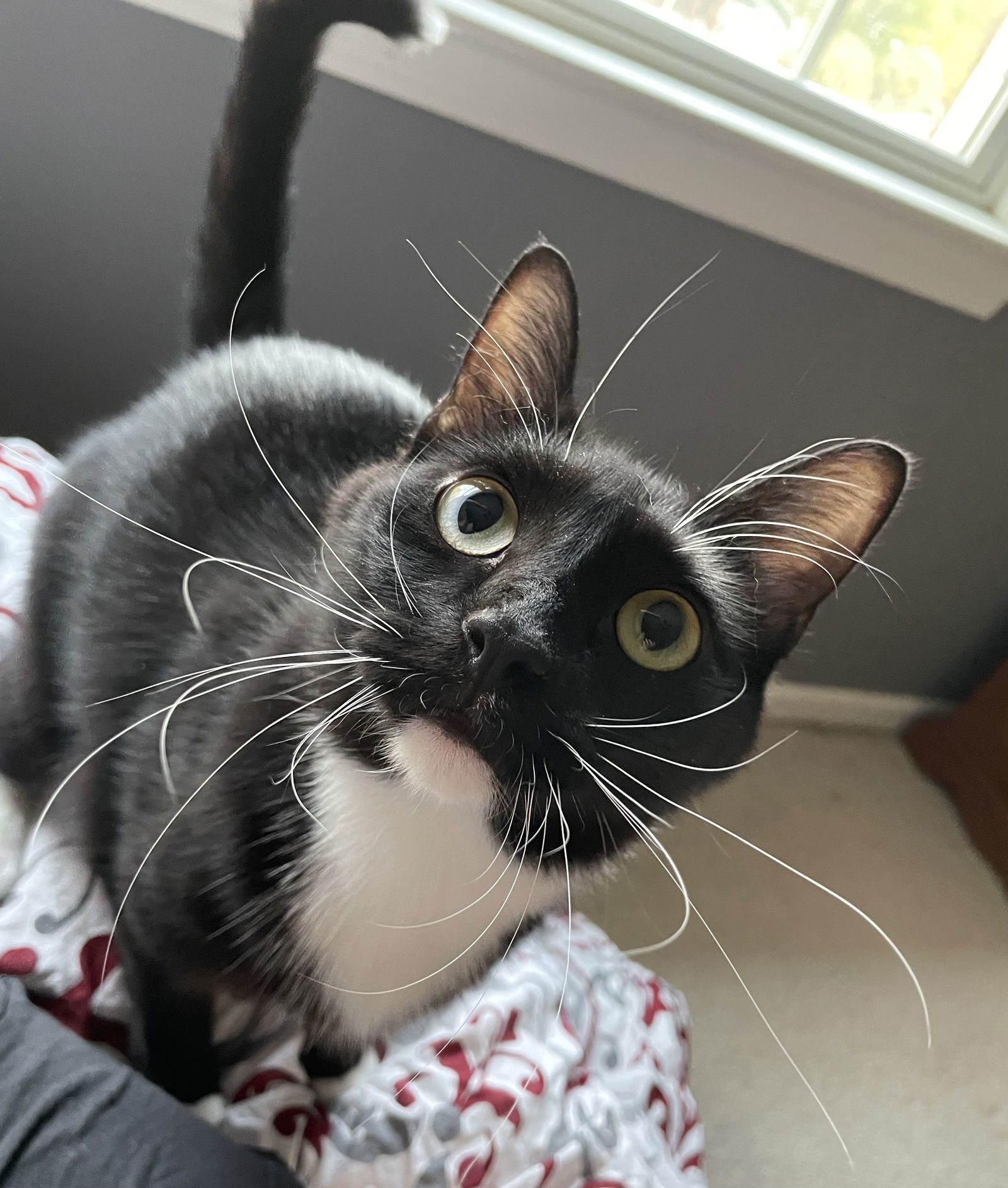 Tipper, an adoptable Tuxedo, Domestic Short Hair in Lexington, SC, 29071 | Photo Image 1