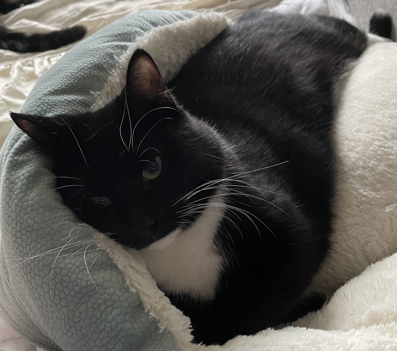 Tipper, an adoptable Tuxedo, Domestic Short Hair in Lexington, SC, 29071 | Photo Image 2