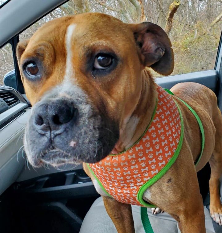 Savannah, an adoptable Boxer Mix in Rockville, MD_image-1