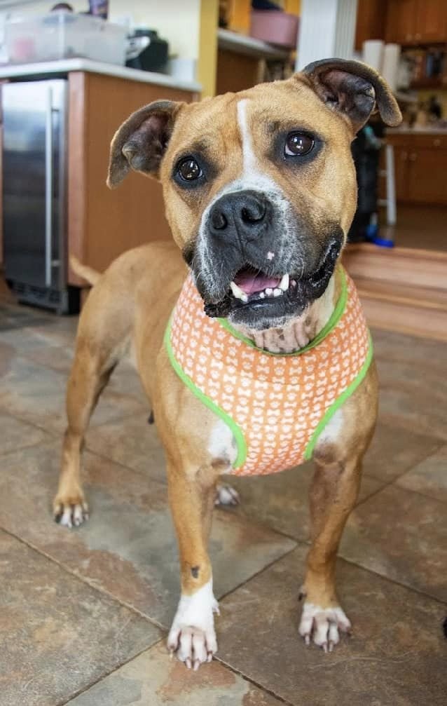 Savannah, an adoptable Boxer Mix in Rockville, MD_image-2