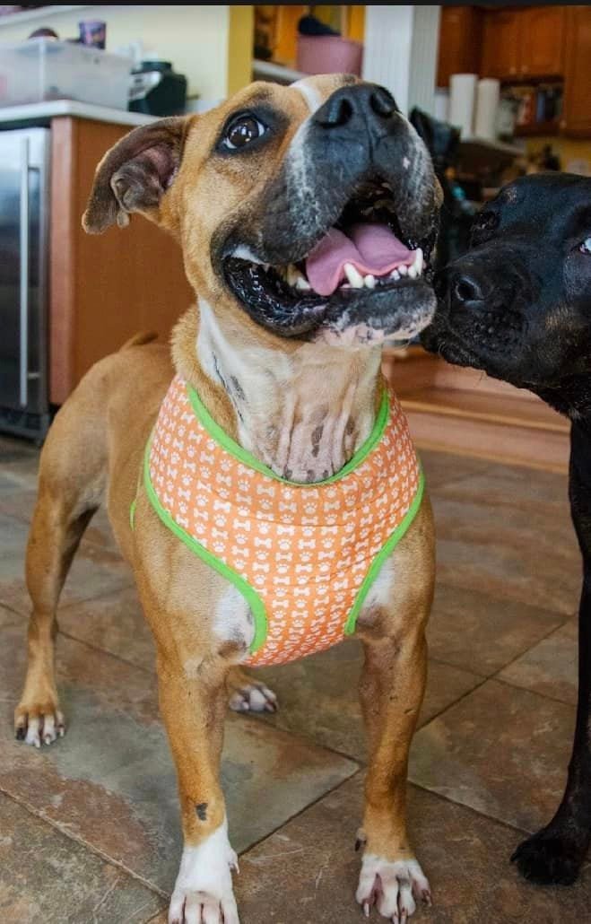 Savannah, an adoptable Boxer Mix in Rockville, MD_image-3