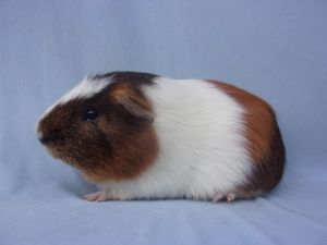 A nice piggy boy who is active and curious Adoption applications accepted for Santa BarbaraVentura