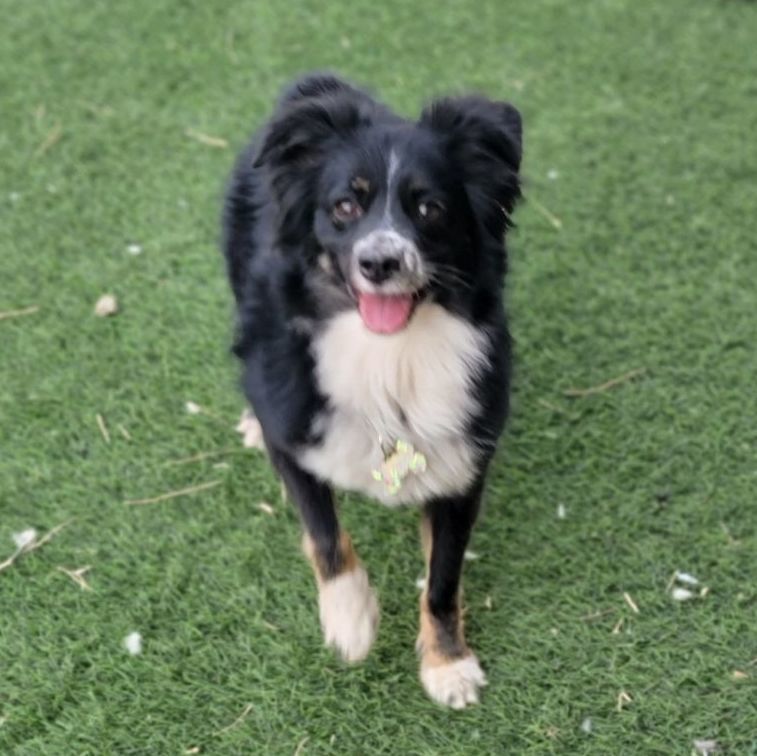 Dog for adoption - Dakota Chanel, an Australian Shepherd in Columbus, OH |  Petfinder
