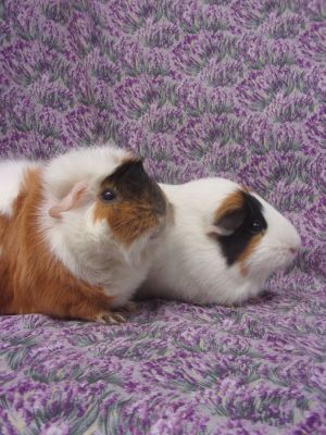Two shy bonded piggies who are sweet and super cute To be adopted together Adoption applications 
