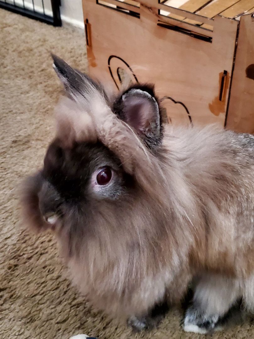 Rabbit for adoption - Harvey, a Lionhead & Dwarf Mix in Los Angeles, CA ...