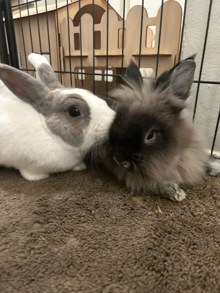 Rabbit for adoption - Harvey & Harley, a Lionhead & Dutch Mix in Los ...