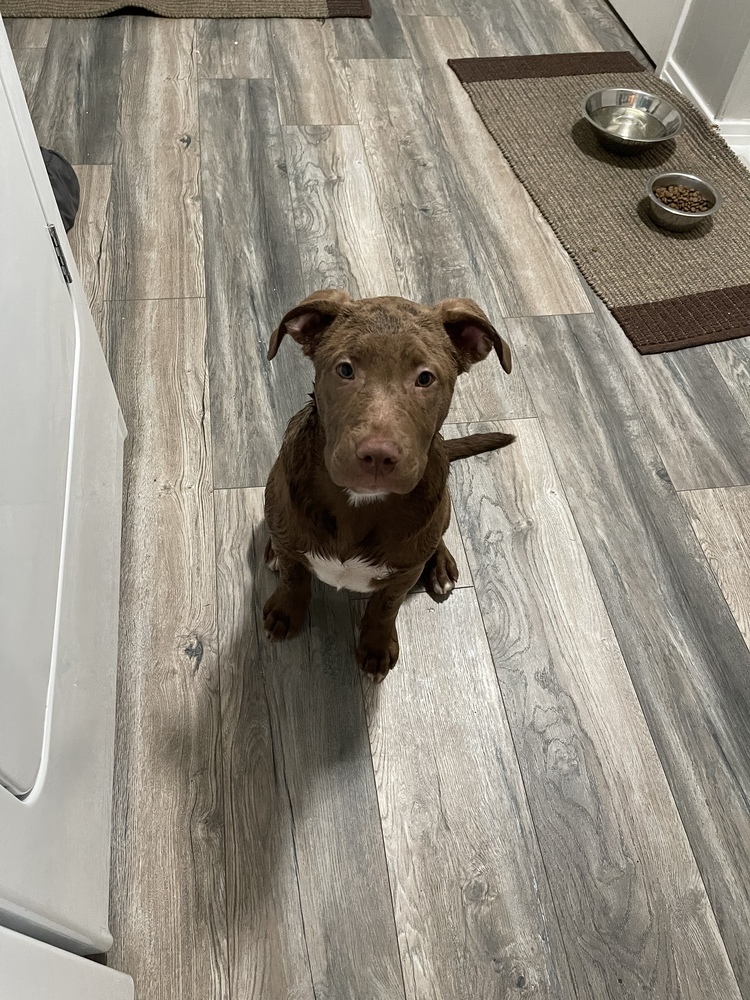 Piper, an adoptable Labrador Retriever in Sharon, VT, 05065 | Photo Image 2