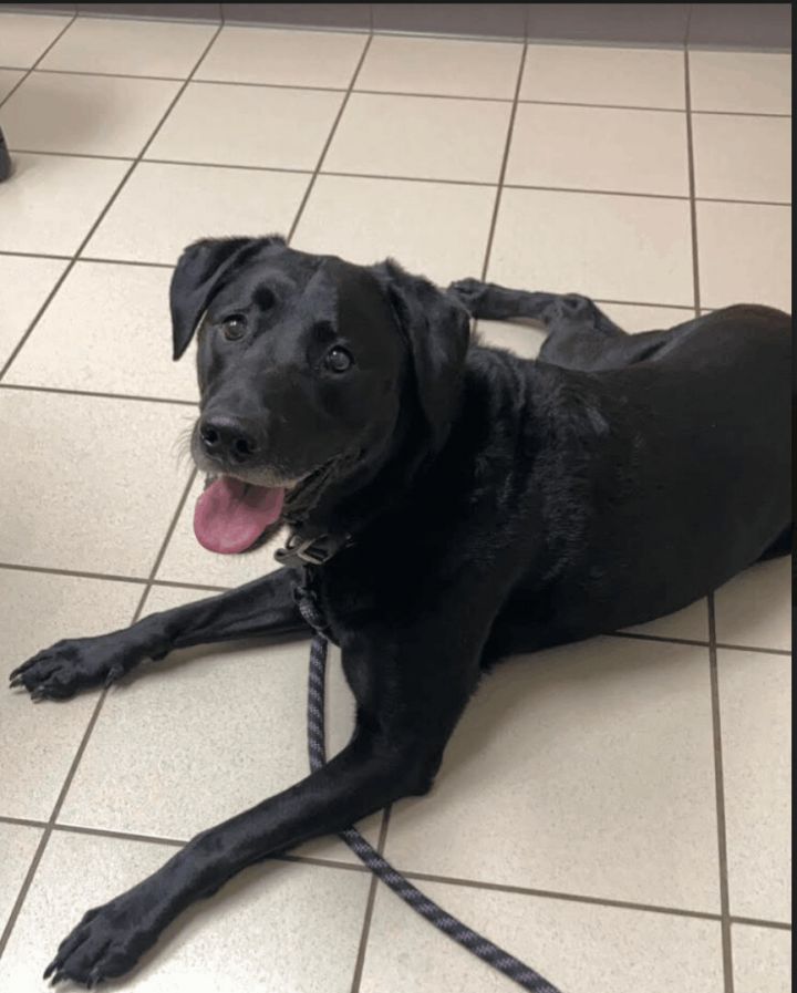 Black labrador deals golden retriever mix