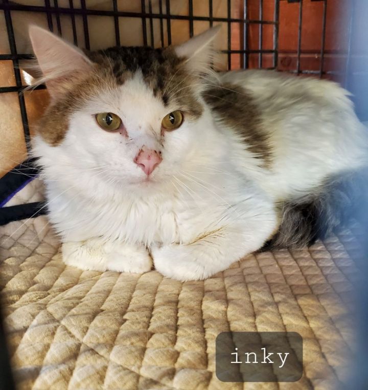 Inky, an adopted Tabby in St. Cloud, MN_image-1