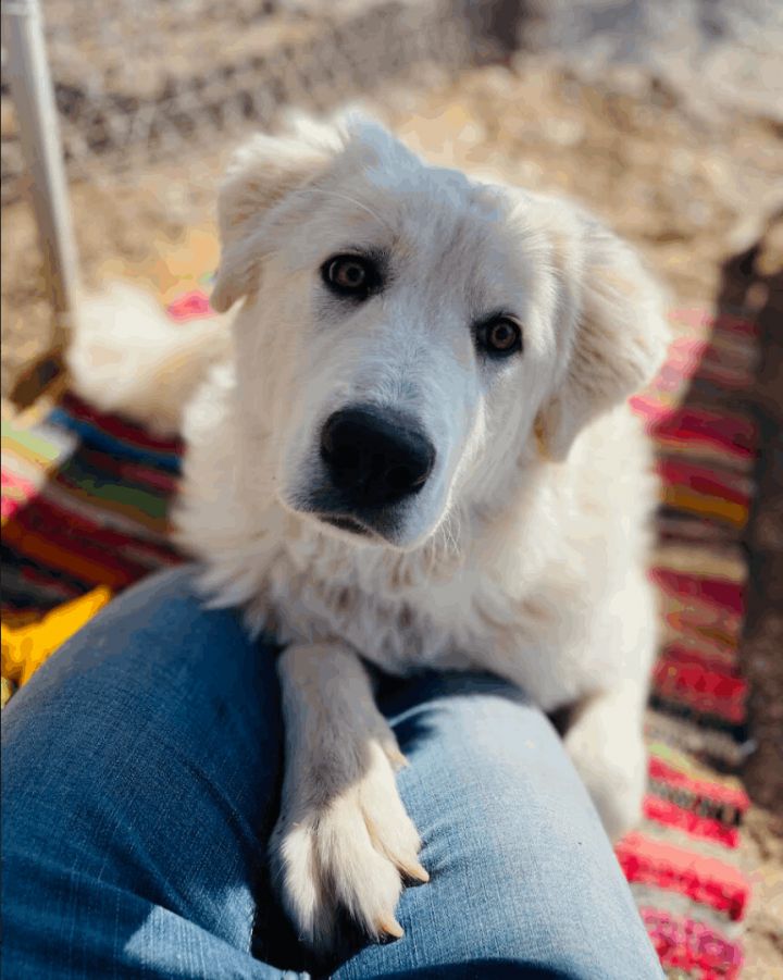 Colette , an adopted Great Pyrenees & Maremma Sheepdog Mix in Williamsburg, NM_image-3