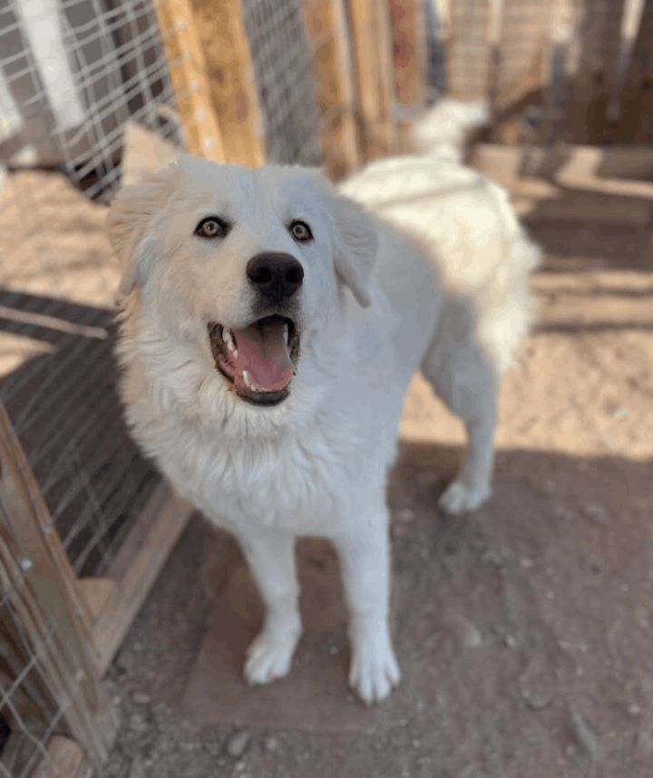 Colette , an adopted Great Pyrenees & Maremma Sheepdog Mix in Williamsburg, NM_image-6