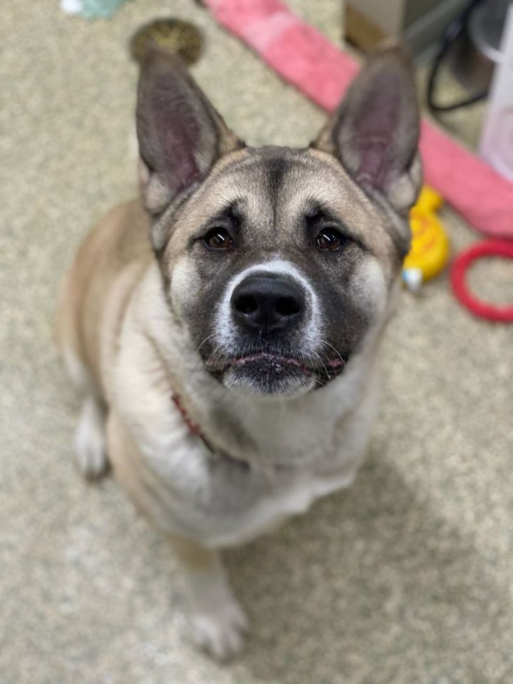 Petfinder akita hot sale