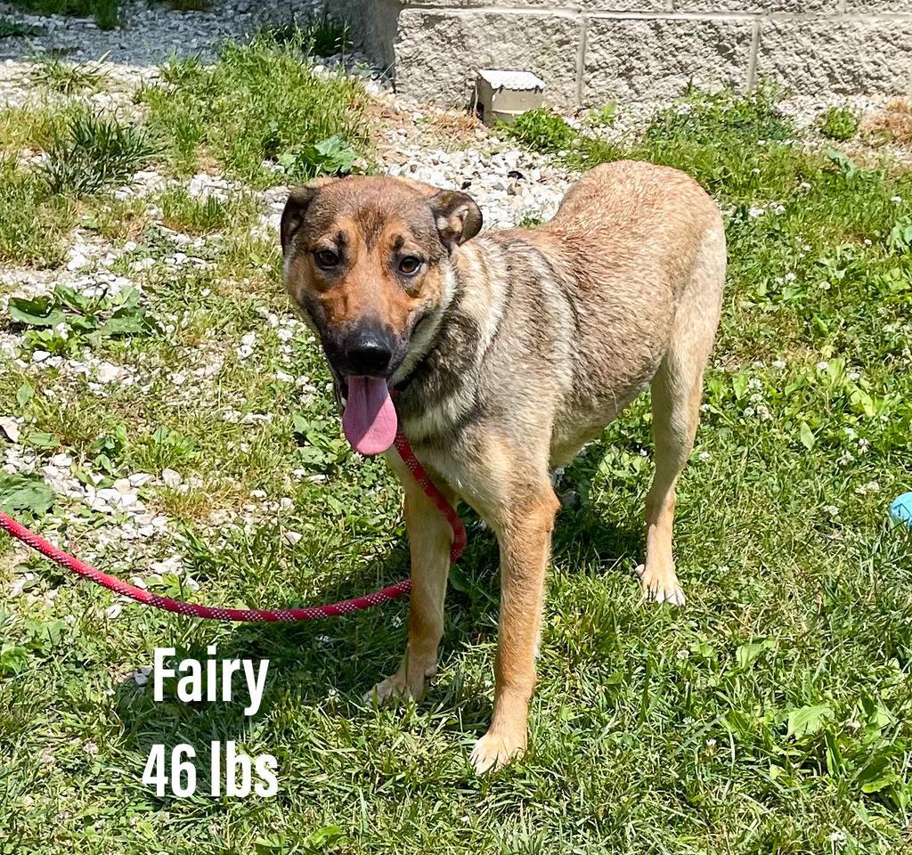 Fairy