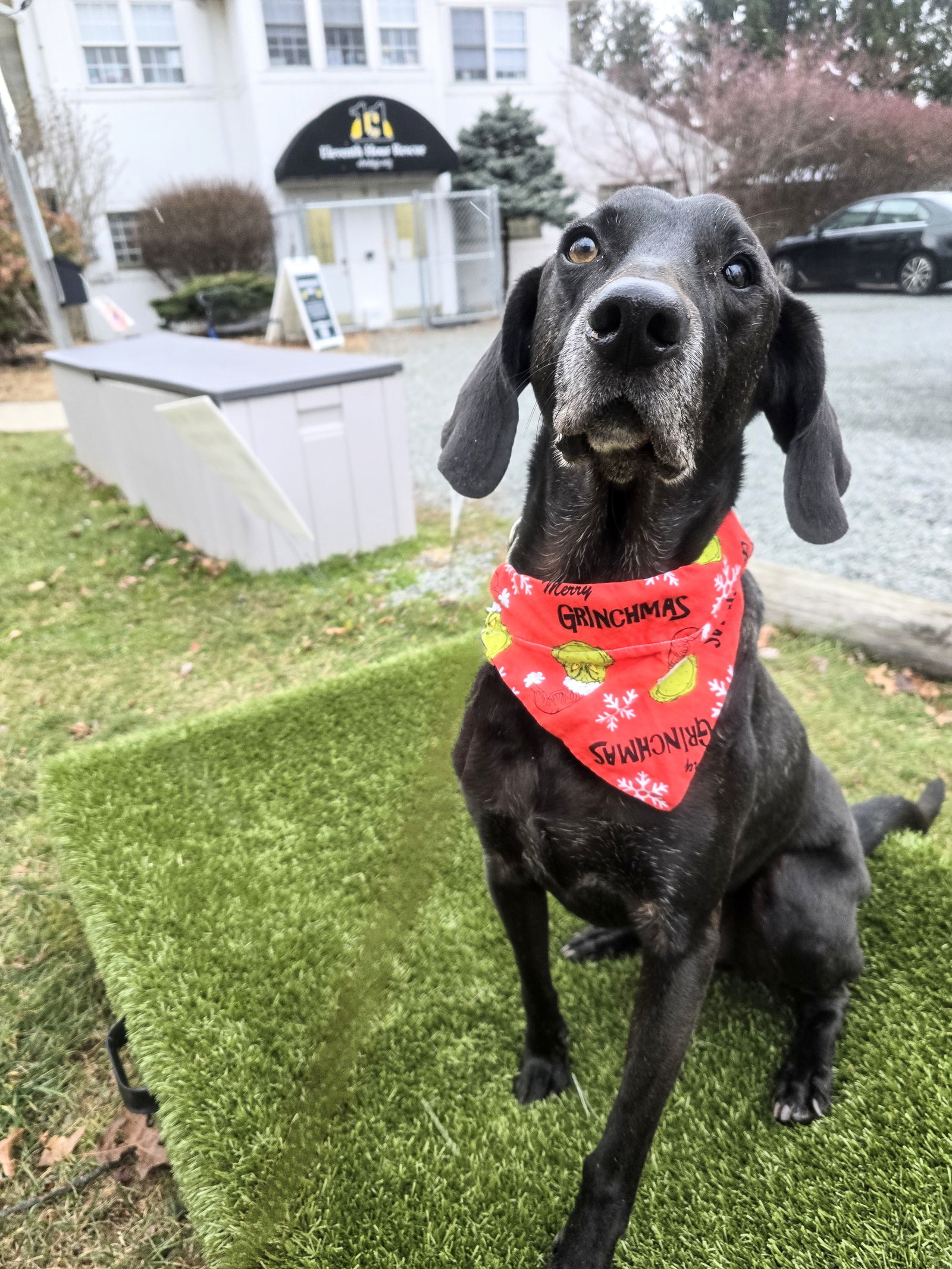 Stanley Martin Steele, an adoptable Plott Hound, Weimaraner in Rockaway, NJ, 07866 | Photo Image 1