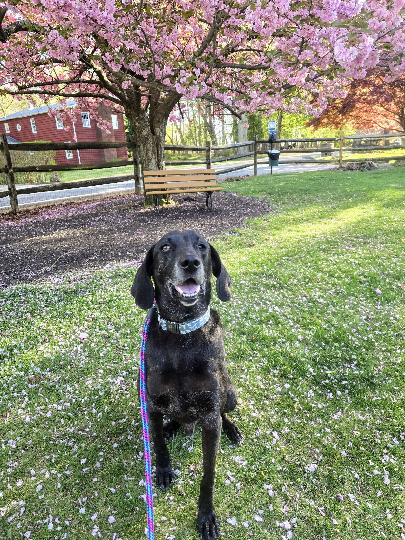 Stanley Martin Steele, an adoptable Plott Hound, Weimaraner in Rockaway, NJ, 07866 | Photo Image 1