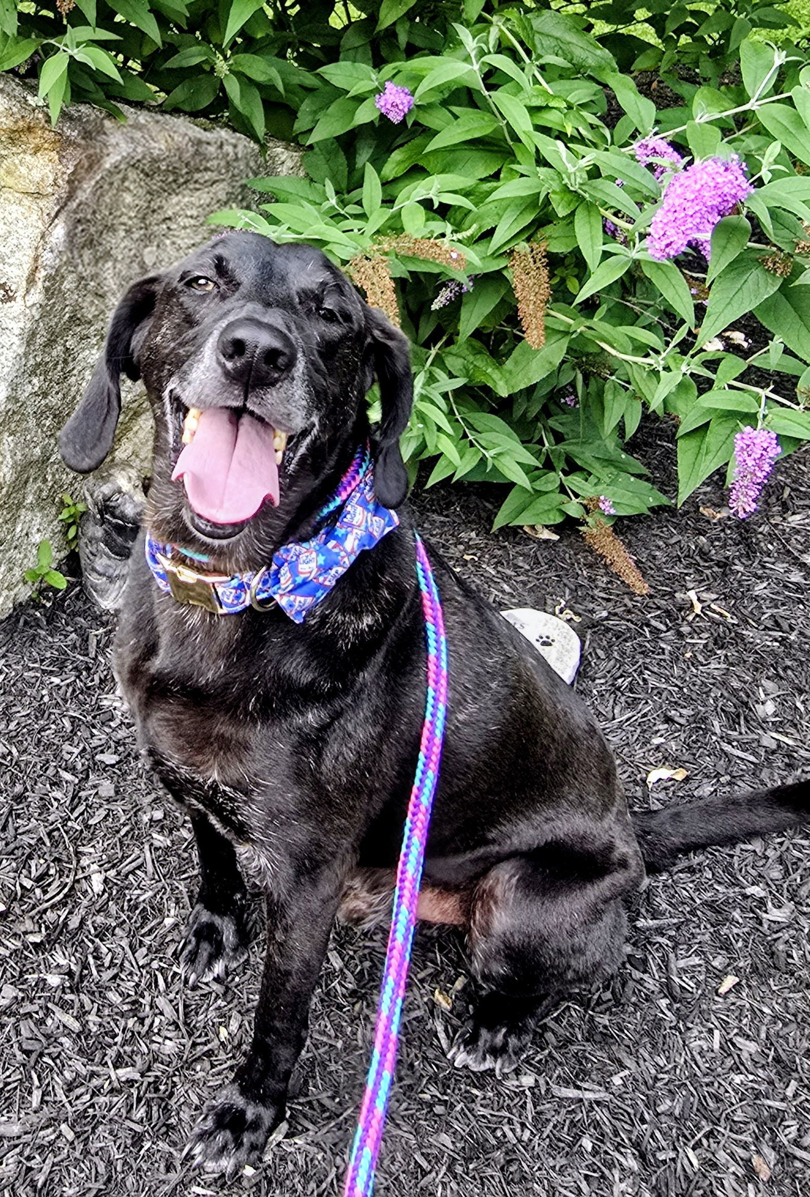 Stanley Martin Steele, an adoptable Plott Hound, Weimaraner in Rockaway, NJ, 07866 | Photo Image 1