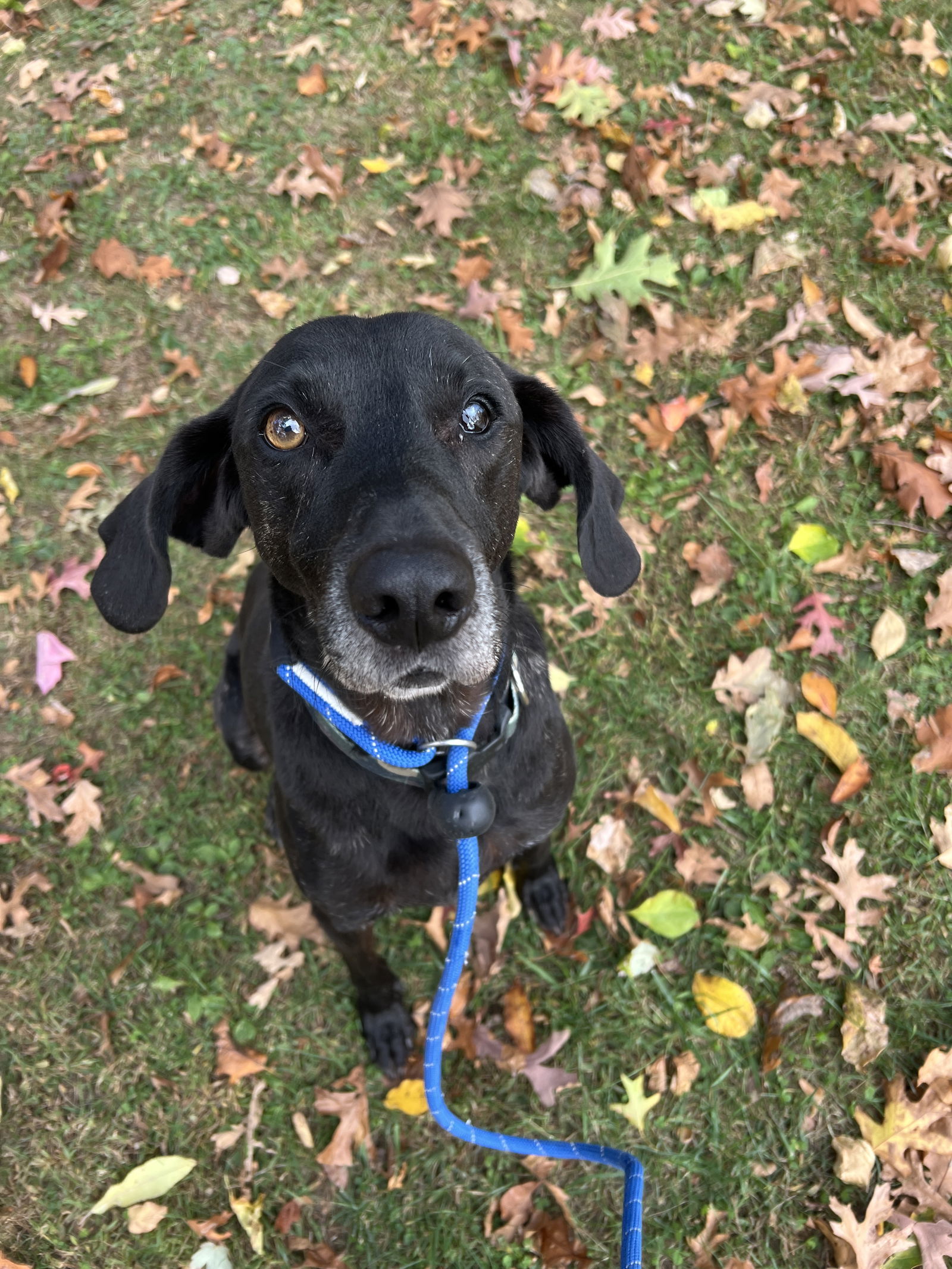 Stanley Martin Steele, an adoptable Plott Hound, Weimaraner in Rockaway, NJ, 07866 | Photo Image 2