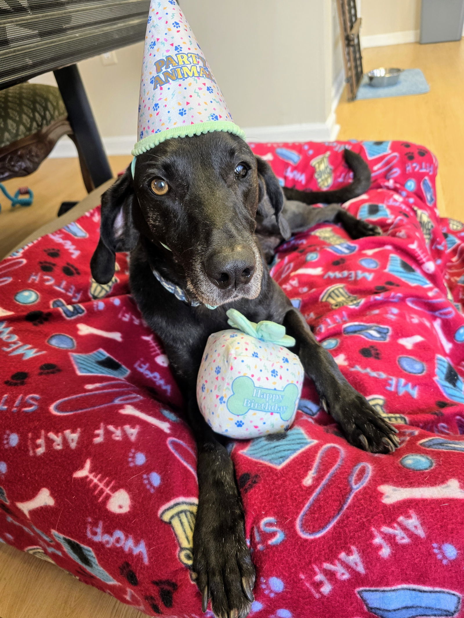 Stanley Martin Steele, an adoptable Plott Hound, Weimaraner in Rockaway, NJ, 07866 | Photo Image 3