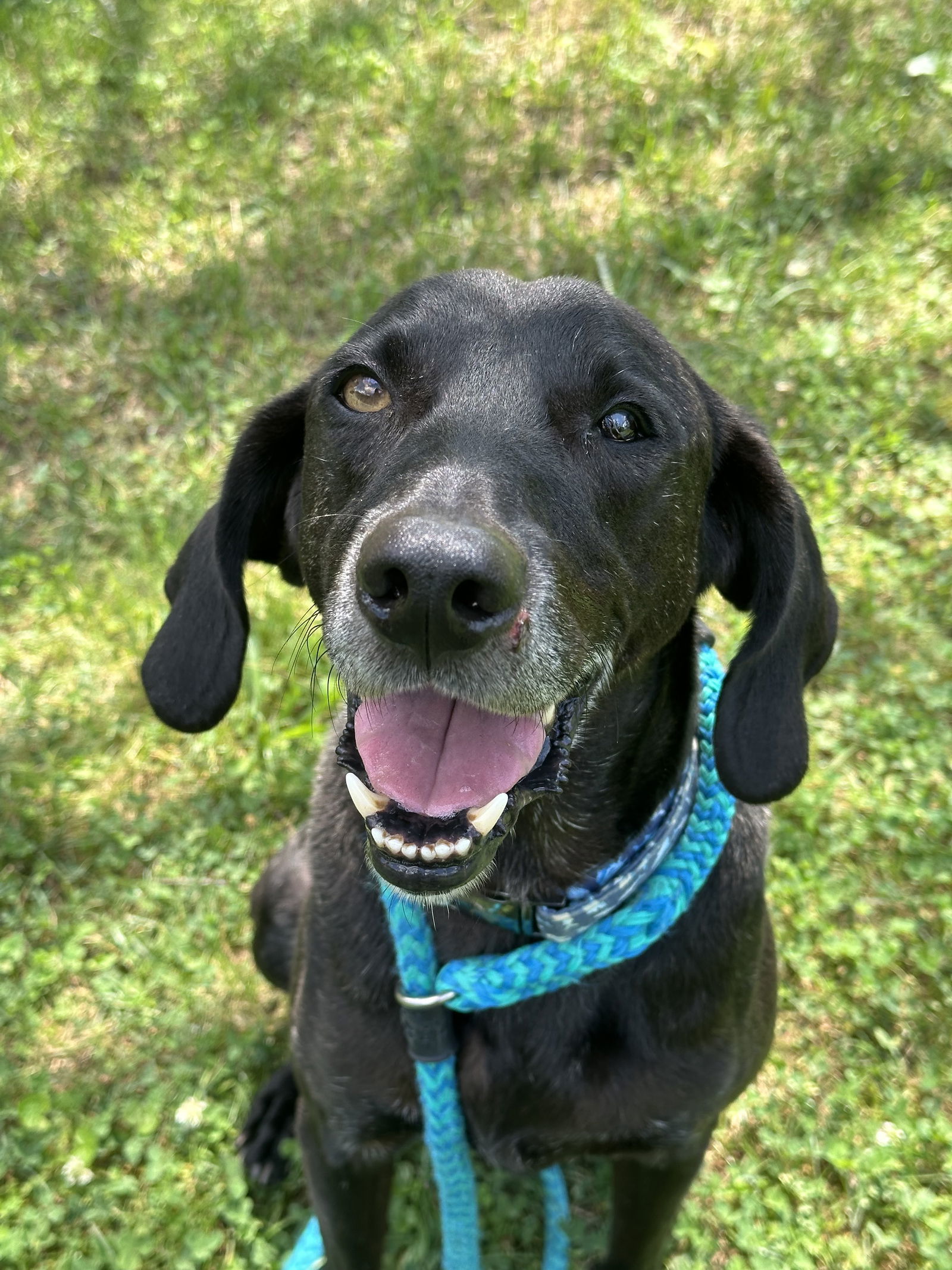 Stanley Martin Steele, an adoptable Plott Hound, Weimaraner in Rockaway, NJ, 07866 | Photo Image 3