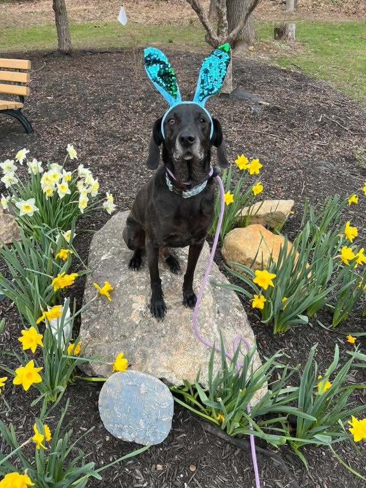 Stanley Martin Steele, an adoptable Plott Hound, Weimaraner in Rockaway, NJ, 07866 | Photo Image 3